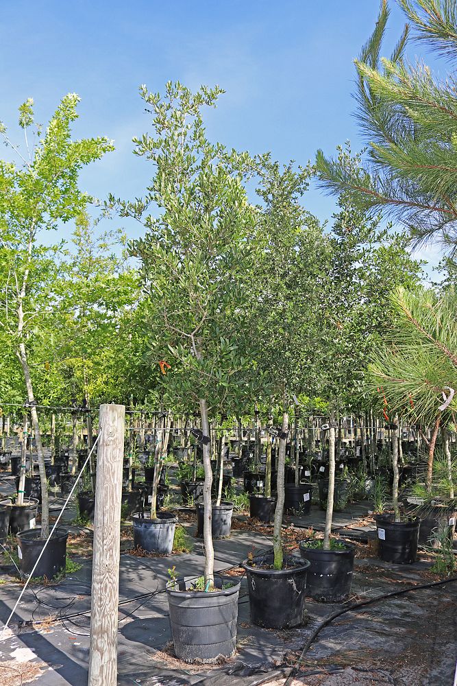 quercus-virginiana-live-oak-southern-oak-tree