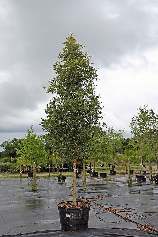 quercus-virginiana-live-oak-southern-oak-tree