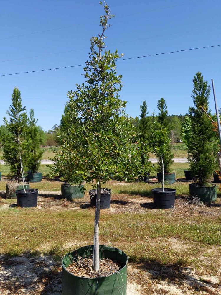 quercus-virginiana-live-oak-southern-oak-tree
