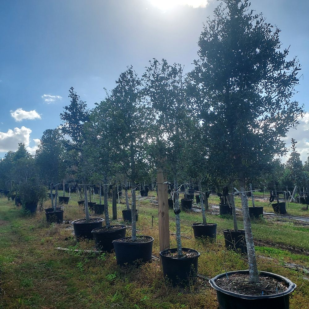 quercus-virginiana-live-oak-southern-oak-tree
