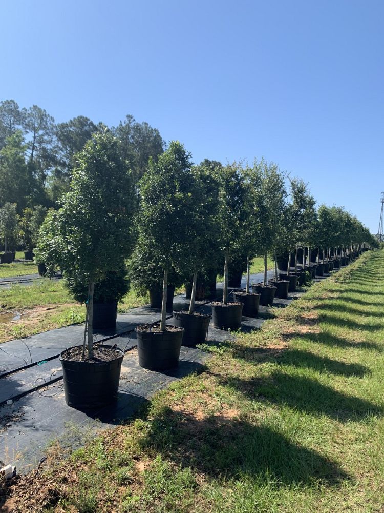 quercus-virginiana-live-oak-southern-oak-tree
