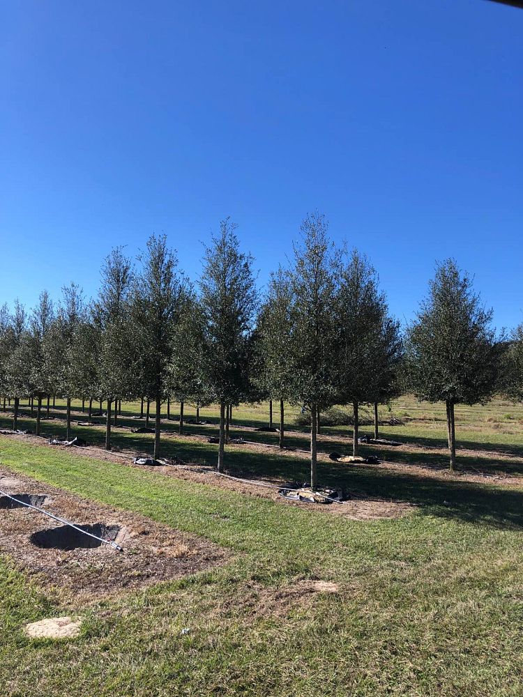 quercus-virginiana-live-oak-southern-oak-tree