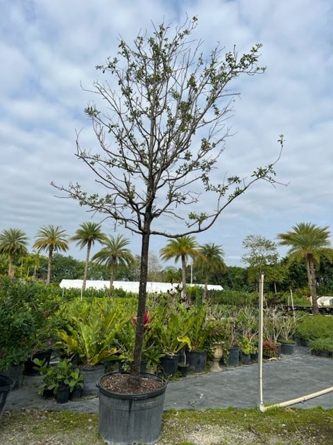 quercus-virginiana-live-oak-southern-oak-tree