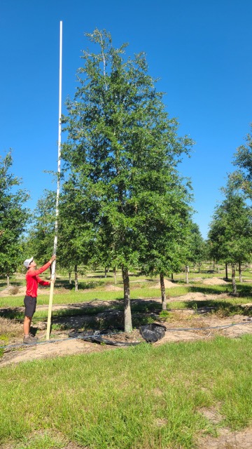 quercus-virginiana-live-oak-southern-oak-tree