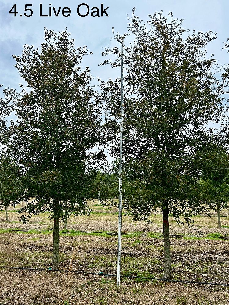 quercus-virginiana-live-oak-southern-oak-tree