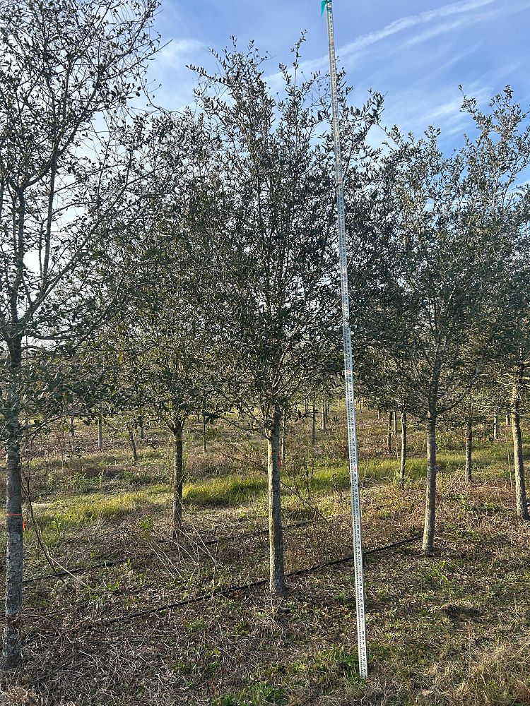 quercus-virginiana-live-oak-southern-oak-tree
