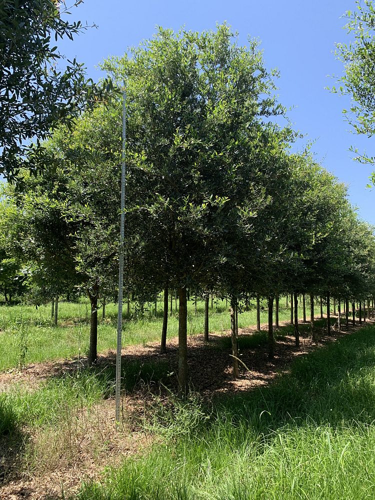 quercus-virginiana-live-oak-southern-oak-tree