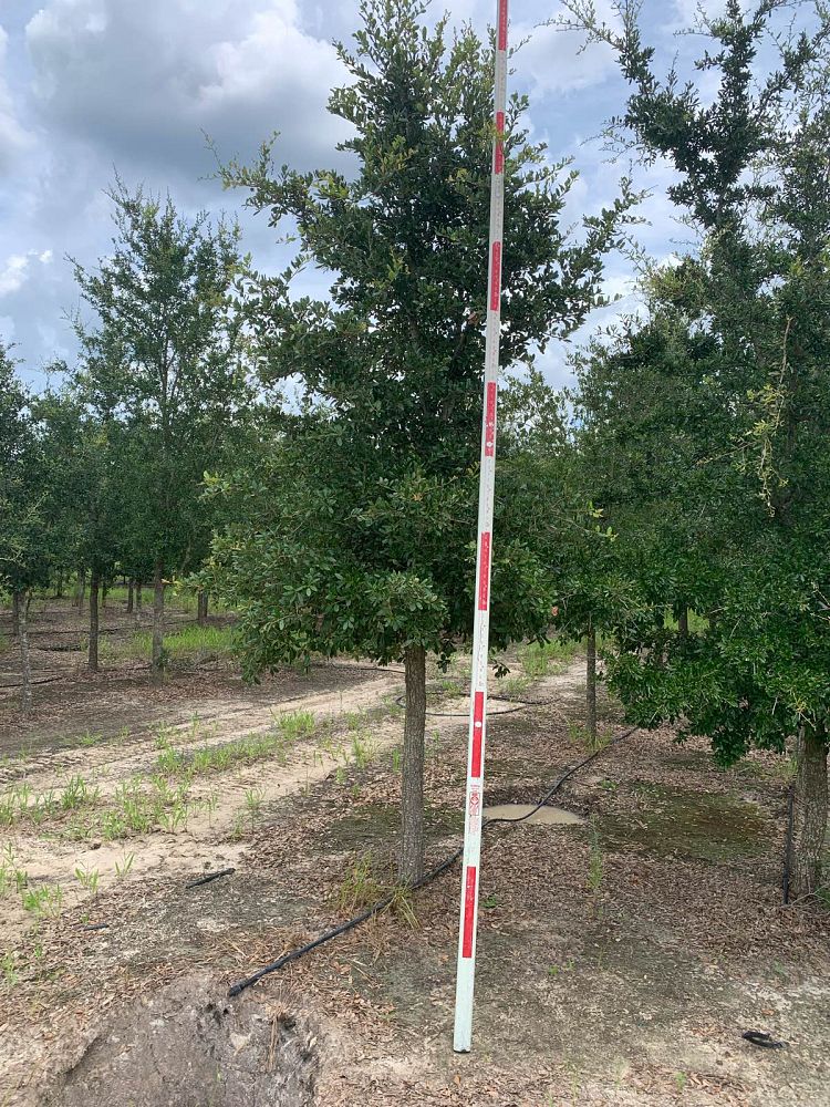 quercus-virginiana-live-oak-southern-oak-tree