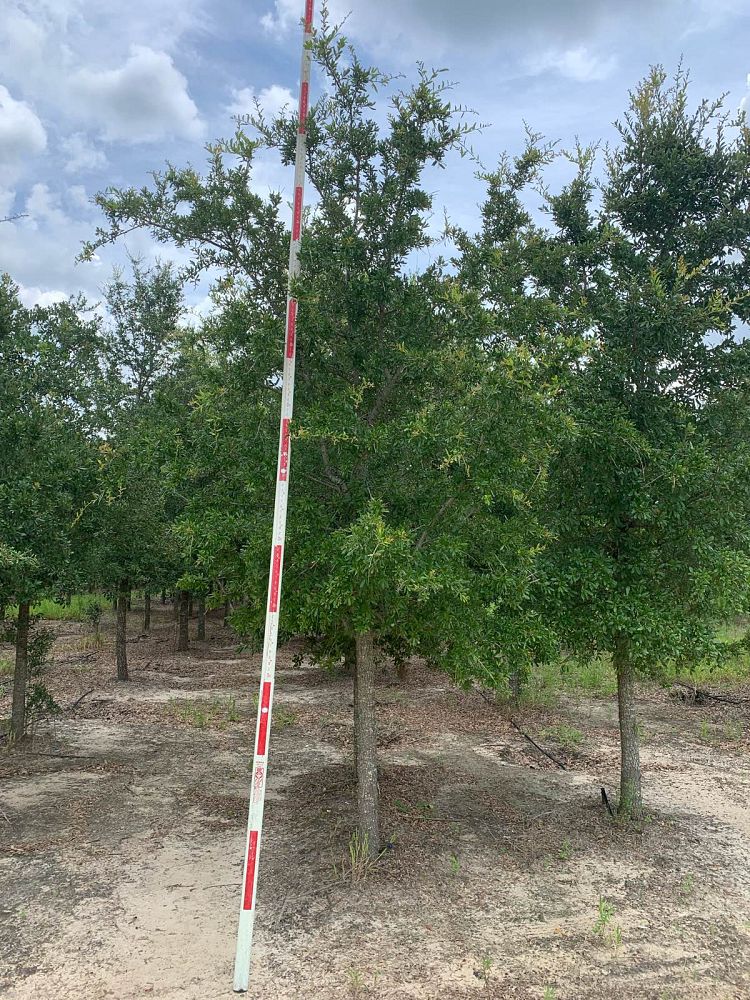 quercus-virginiana-live-oak-southern-oak-tree
