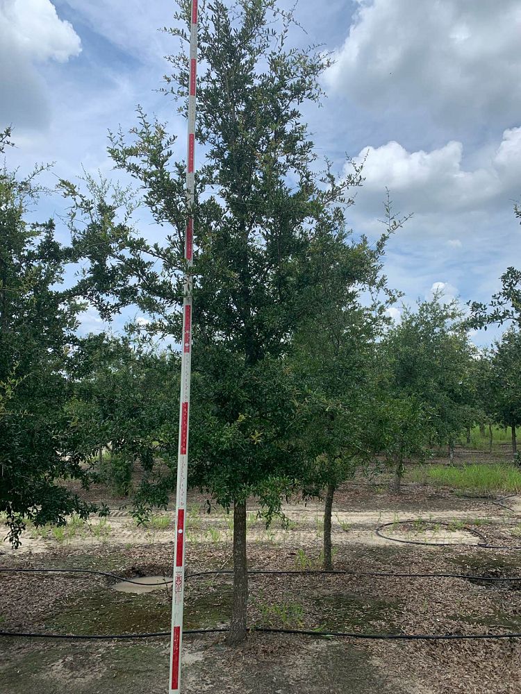 quercus-virginiana-live-oak-southern-oak-tree