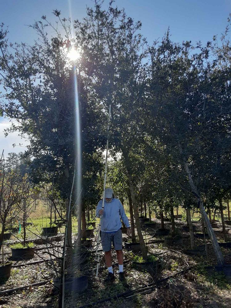 quercus-virginiana-live-oak-southern-oak-tree