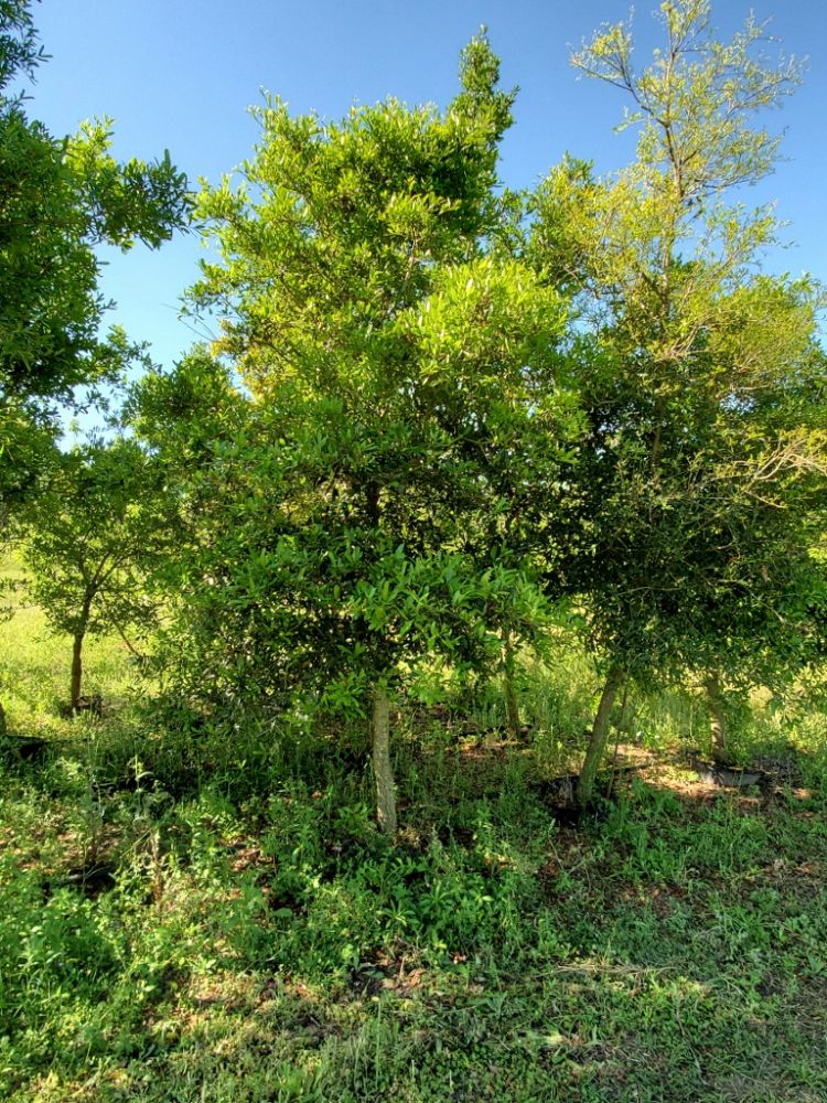 quercus-virginiana-live-oak-southern-oak-tree