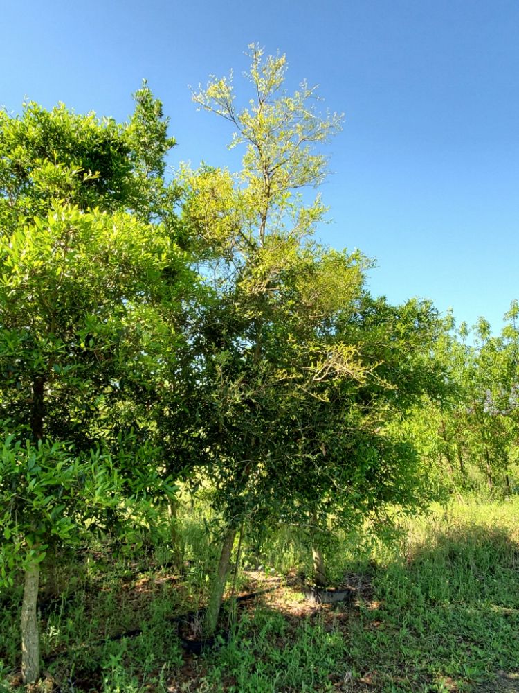 quercus-virginiana-live-oak-southern-oak-tree