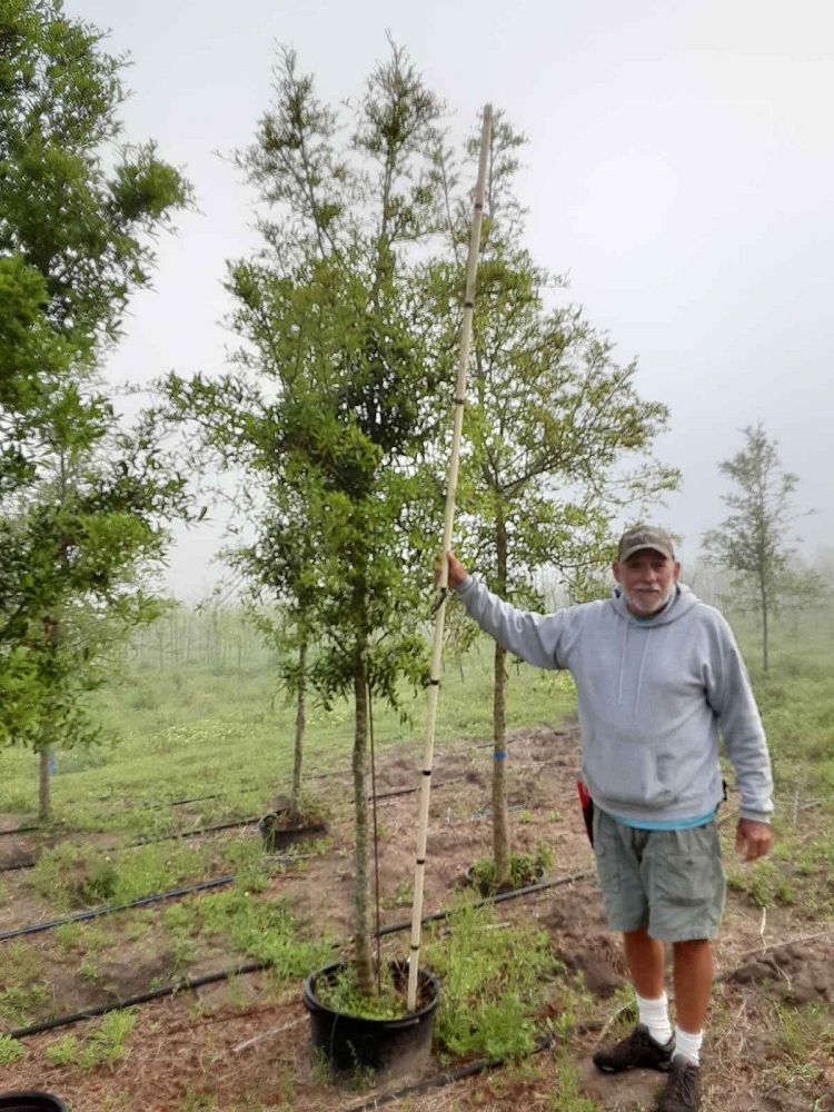 quercus-virginiana-live-oak-southern-oak-tree
