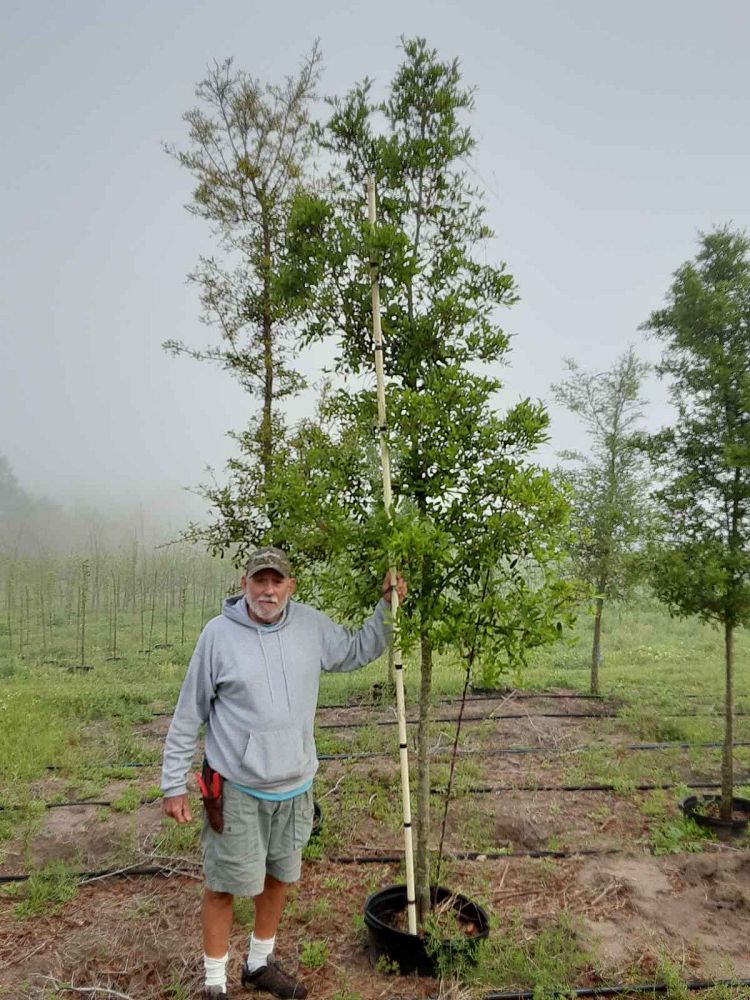 quercus-virginiana-live-oak-southern-oak-tree
