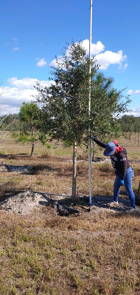 quercus-virginiana-live-oak-southern-oak-tree