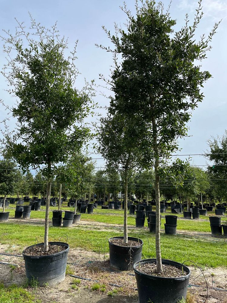 quercus-virginiana-live-oak-southern-oak-tree