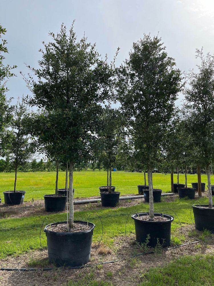 quercus-virginiana-live-oak-southern-oak-tree