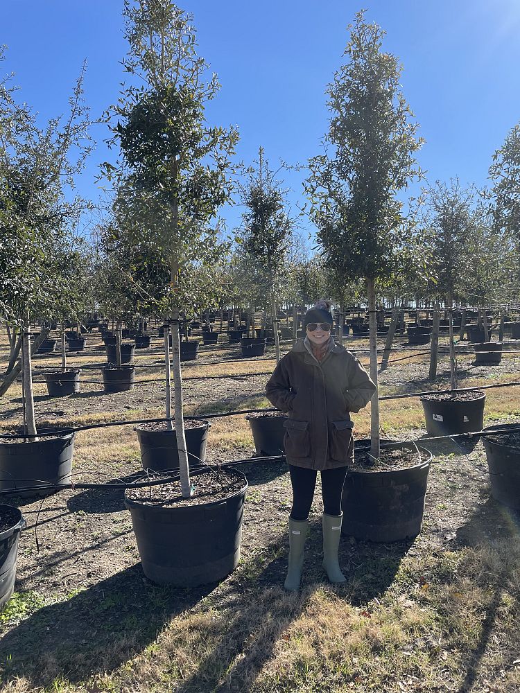 quercus-virginiana-live-oak-southern-oak-tree