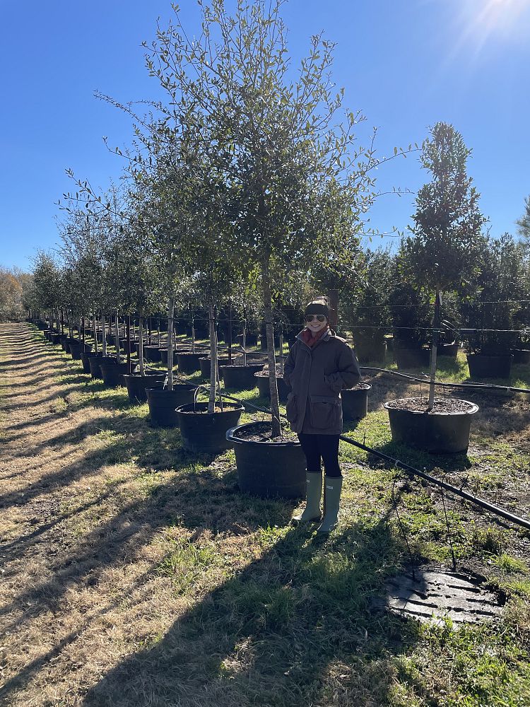 quercus-virginiana-live-oak-southern-oak-tree