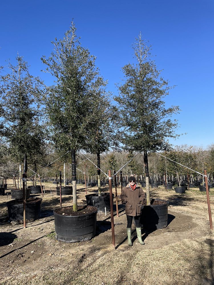 quercus-virginiana-live-oak-southern-oak-tree