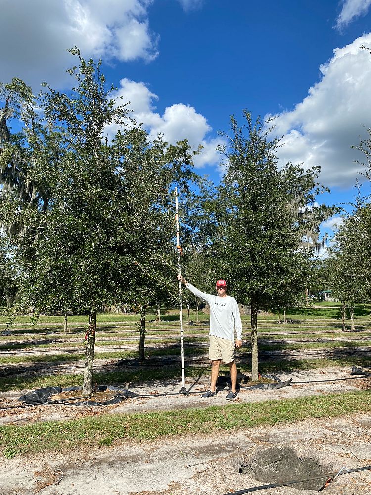 quercus-virginiana-live-oak-southern-oak-tree