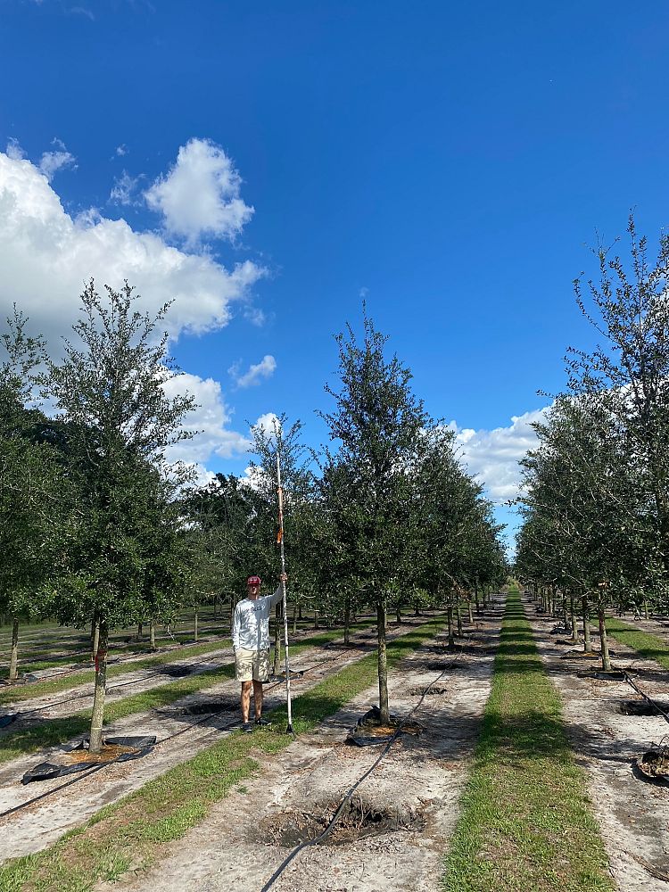 quercus-virginiana-live-oak-southern-oak-tree