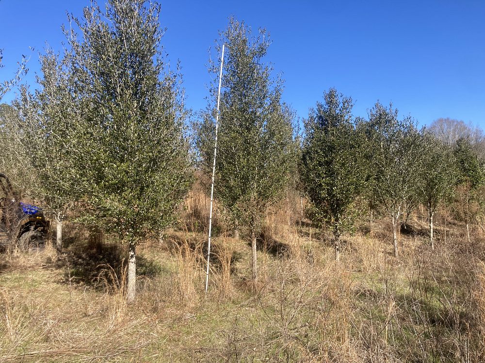 quercus-virginiana-live-oak-southern-oak-tree