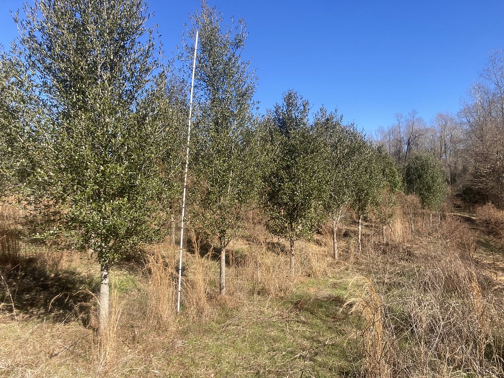 quercus-virginiana-live-oak-southern-oak-tree