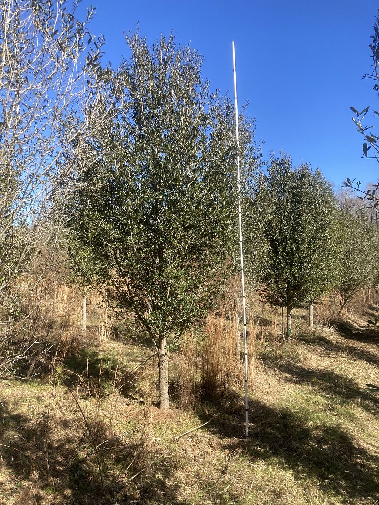quercus-virginiana-live-oak-southern-oak-tree