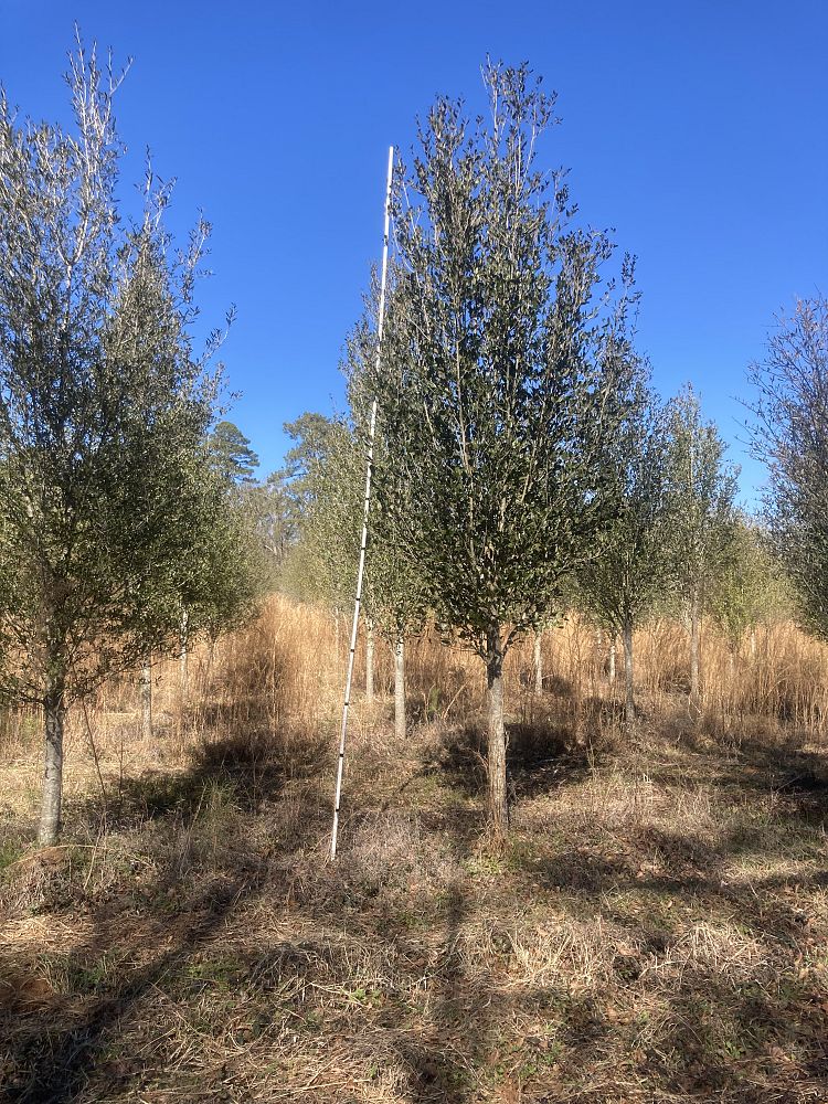 quercus-virginiana-live-oak-southern-oak-tree