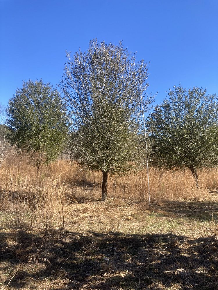 quercus-virginiana-live-oak-southern-oak-tree