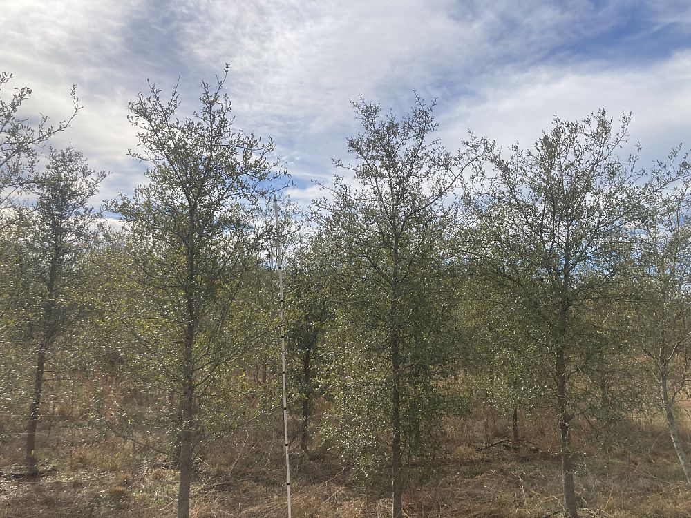 quercus-virginiana-live-oak-southern-oak-tree