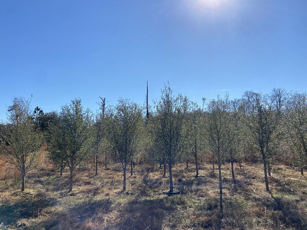 quercus-virginiana-live-oak-southern-oak-tree
