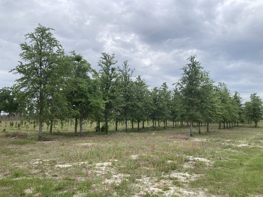 quercus-virginiana-live-oak-southern-oak-tree