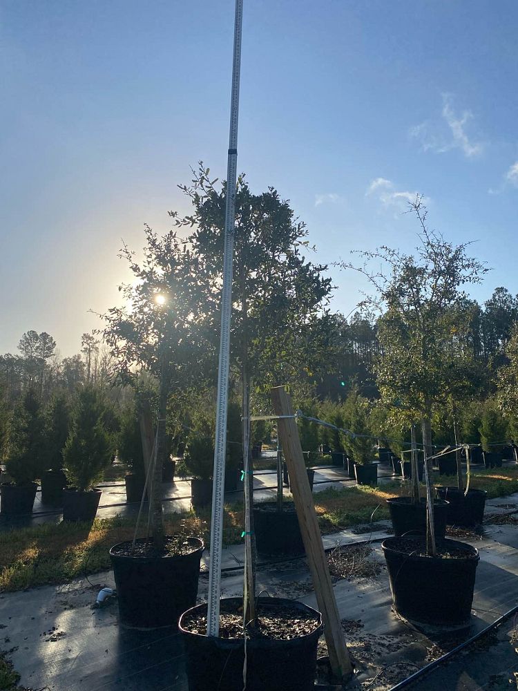quercus-virginiana-live-oak-southern-oak-tree