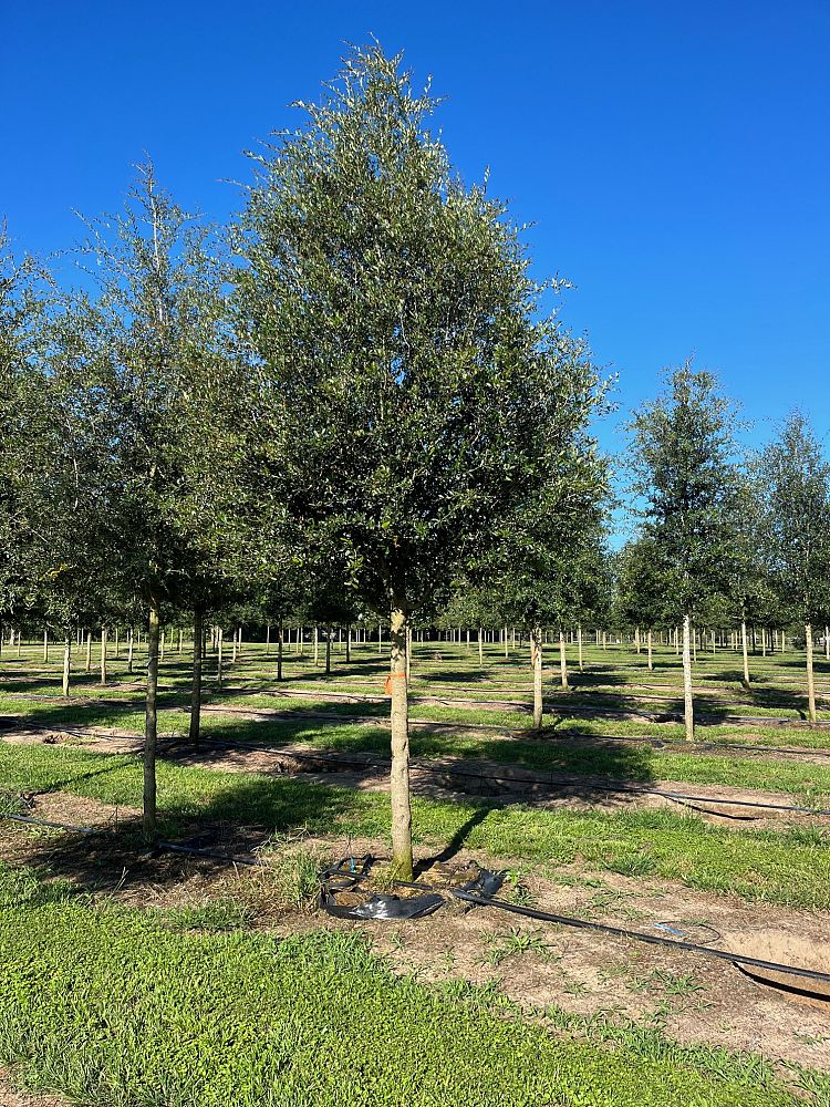 quercus-virginiana-live-oak-southern-oak-tree