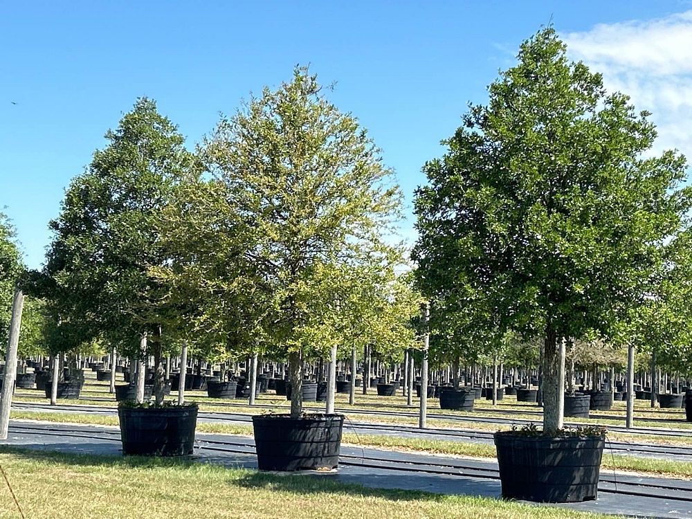 quercus-virginiana-live-oak-southern-oak-tree