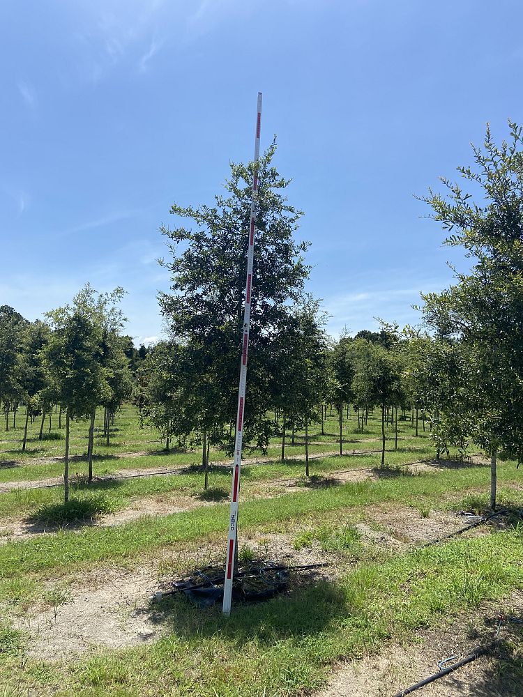 quercus-virginiana-live-oak-southern-oak-tree