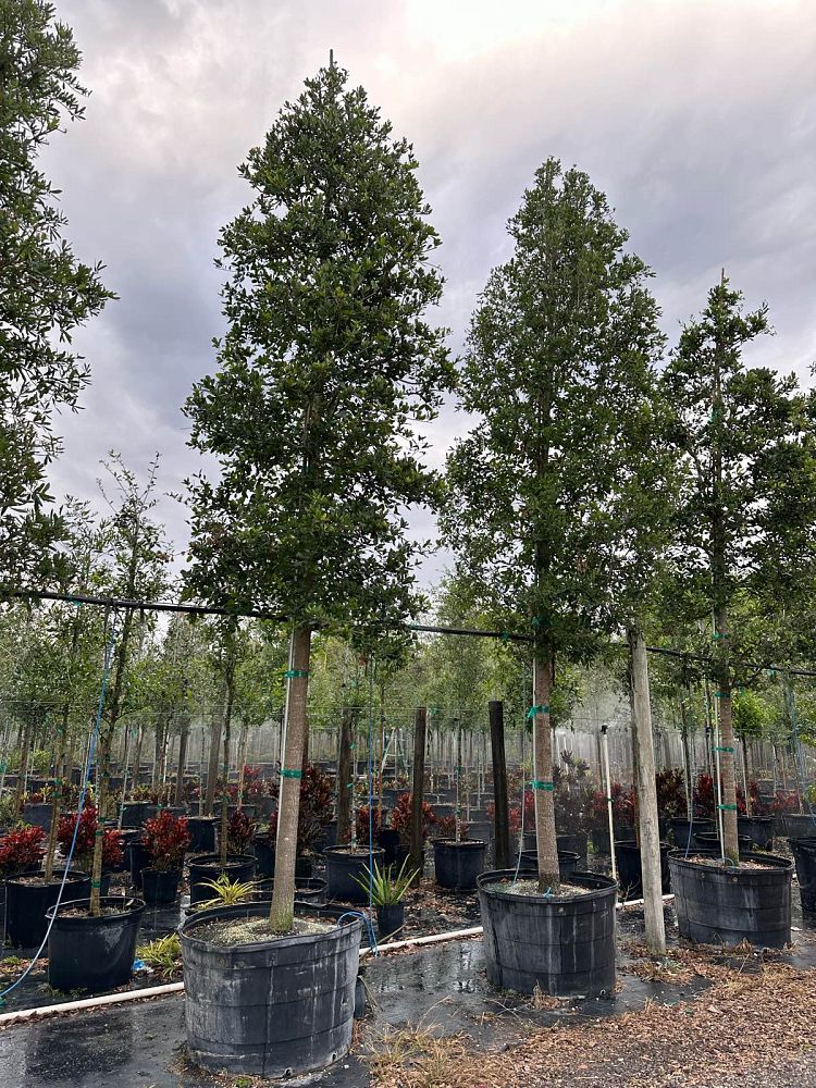 quercus-virginiana-live-oak-southern-oak-tree