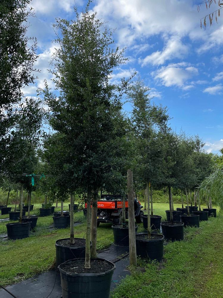quercus-virginiana-live-oak-southern-oak-tree