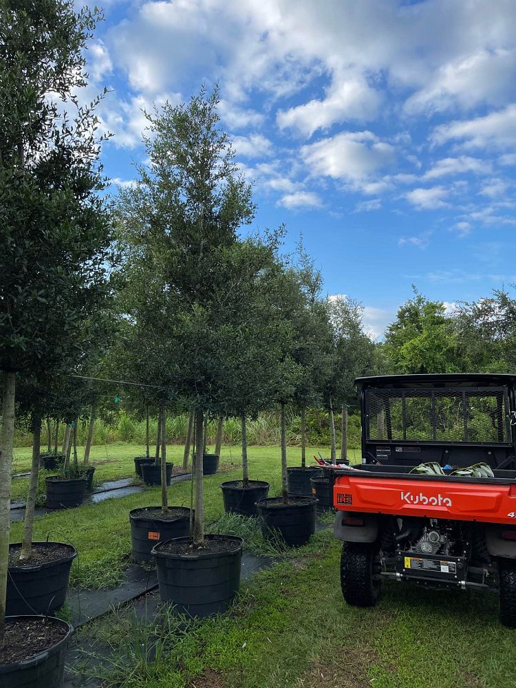 quercus-virginiana-live-oak-southern-oak-tree