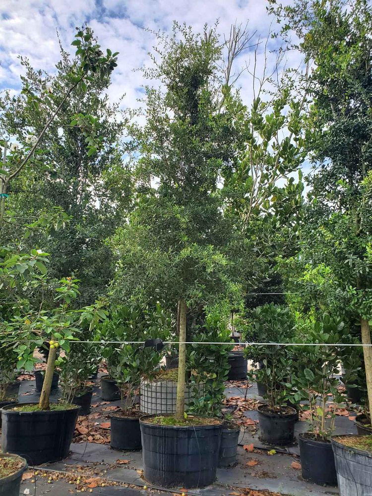 quercus-virginiana-live-oak-southern-oak-tree