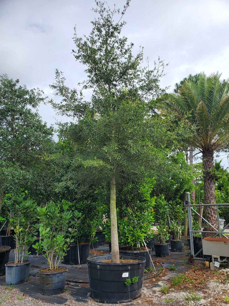 quercus-virginiana-live-oak-southern-oak-tree