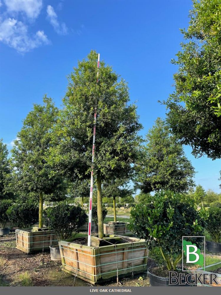 quercus-virginiana-live-oak-southern-oak-tree