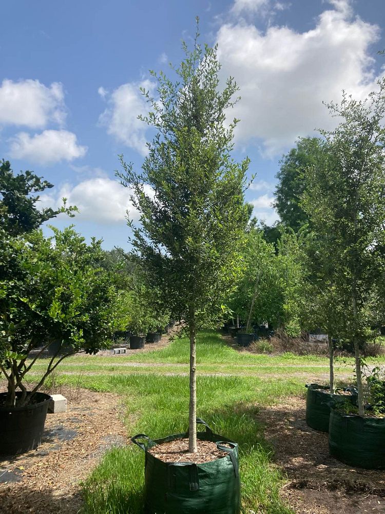 quercus-virginiana-live-oak-southern-oak-tree