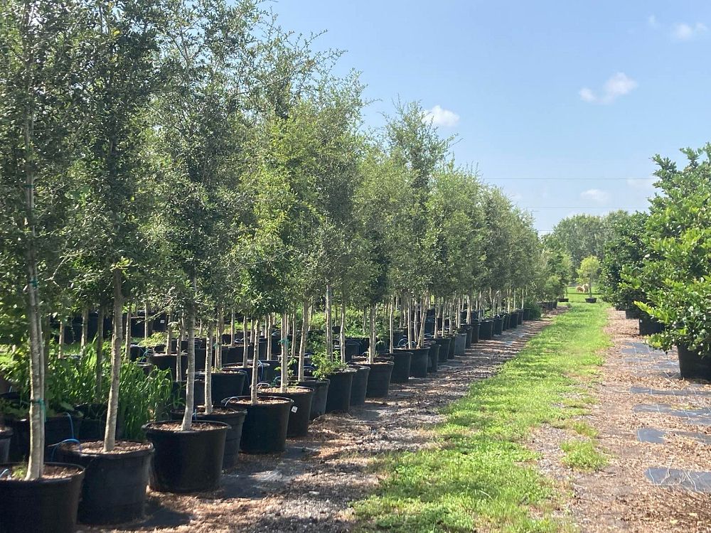 quercus-virginiana-live-oak-southern-oak-tree