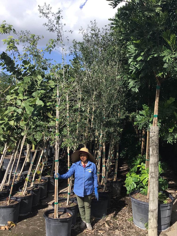 quercus-virginiana-live-oak-southern-oak-tree