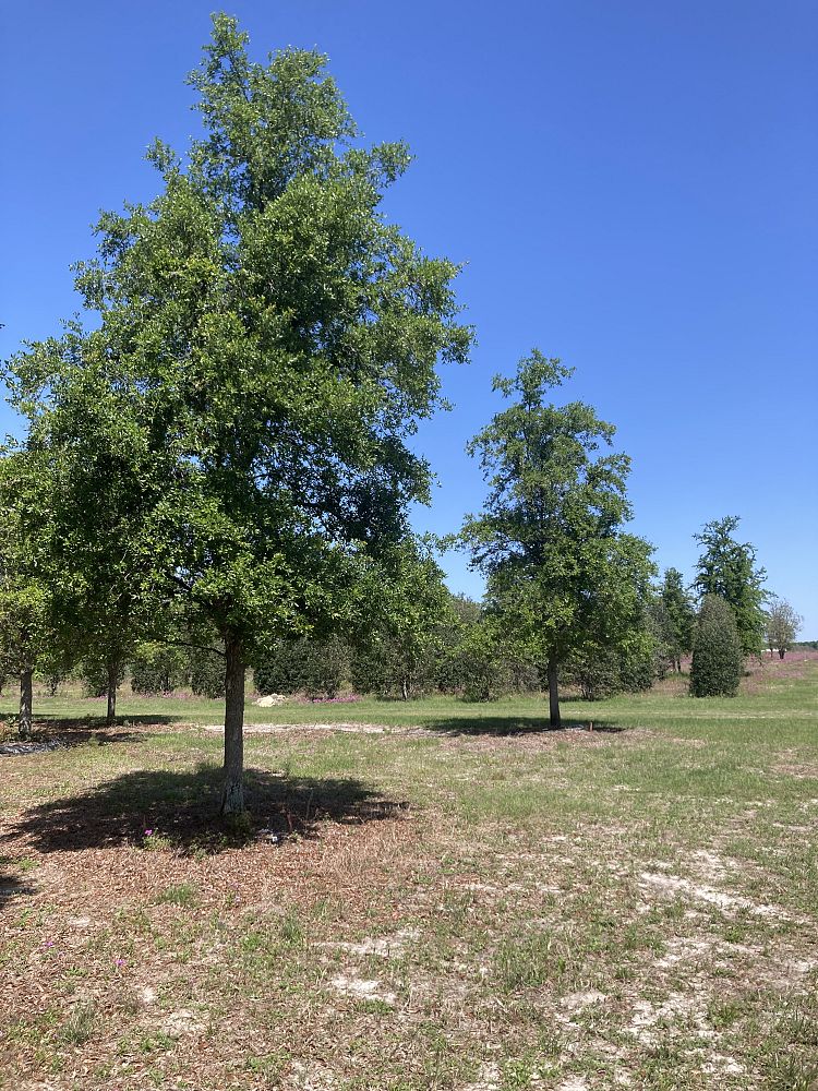 quercus-virginiana-live-oak-southern-oak-tree