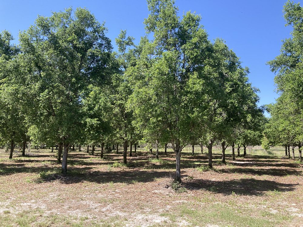 quercus-virginiana-live-oak-southern-oak-tree